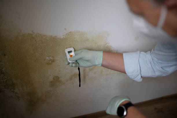 Best Home Mold Removal  in Oneida, TN